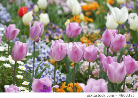 Tulip and flower garden (sideways) 4603385