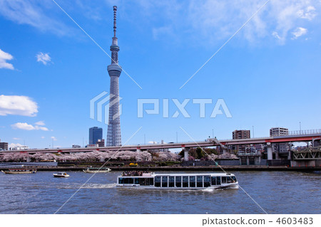 在傳播藍天，遊船和東京天空樹的隅田川盛開的櫻花 4603483