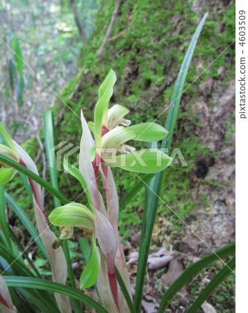 開花在春天的野生蘭花 開花在春天的野生蘭花 4603509