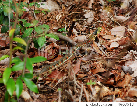 Nippon Yamakagashi Nippon Yamakagashi 4603513