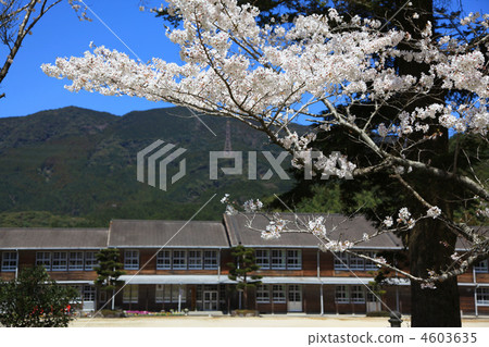 Cherry blossom Akizuki Middle School 4603635