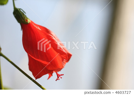 UNAKUSHI FUYOU 4603727