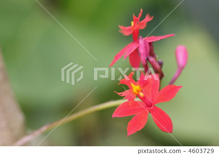 Epidendrum 4603729
