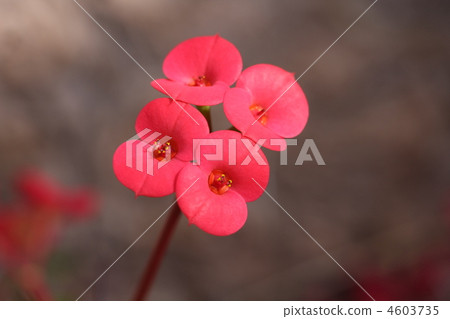 Hanakilin Hanakilin 4603735