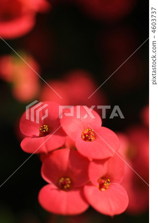 Hanakilin 4603737