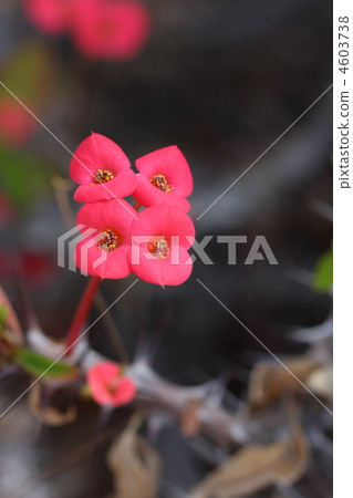Hanakilin Hanakilin 4603738