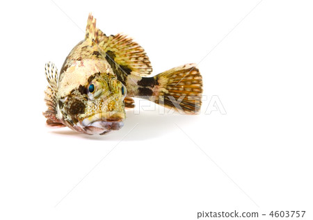 蝎子魚，毛毛蟲 4603757