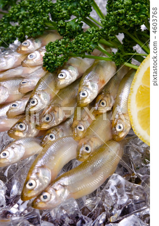 聞燒，wakasaki 4603768