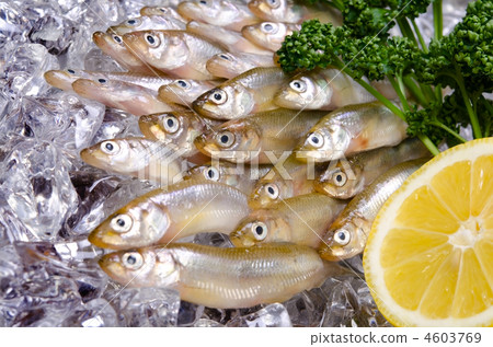 聞燒，wakasaki 4603769