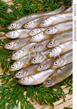 聞燒，wakasaki 4603772