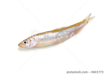 smelt, wakasaki 4603773