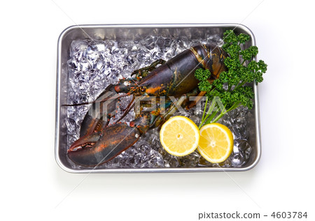 龍蝦，美國龍蝦 4603784