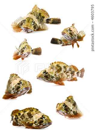 蝎子魚，毛毛蟲 4603795