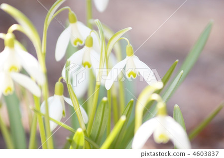 Snow Drop Snow Drop 4603837
