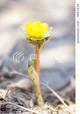 Adonis ramosa Adonis ramosa 4603838