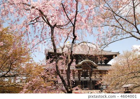 櫻花·東大寺（奈良市，奈良縣）的佛像 4604001