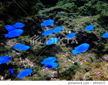 underwater photograph, tropical fish, sapphire devil 4604035