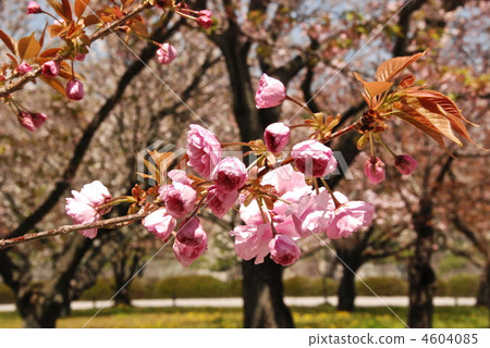 Sakura no Hana (Nijo Castle · Sakura no Garden / Kyoto City Nakagyo Ward) Sakura no Hana (Nijo Castle · Sakura no Garden / Kyoto City Nakagyo Ward) 4604085