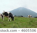 奶牛 大山 4605506