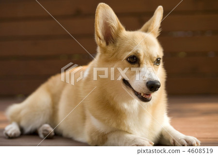 柯基 威爾士矮腳狗 毛孩 4608519