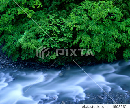 新鮮的綠色流 4608581