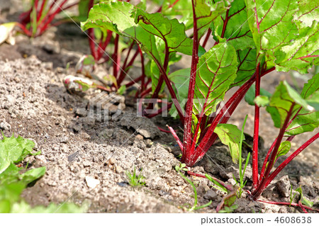 Beetroot Beetroot 4608638
