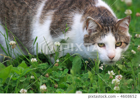 Cat in the clover field Cat in the clover field 4608652