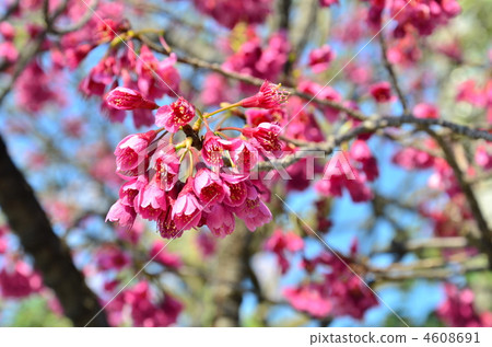 prunus campanulata, bellflower cherry, taiwan cherry 4608691