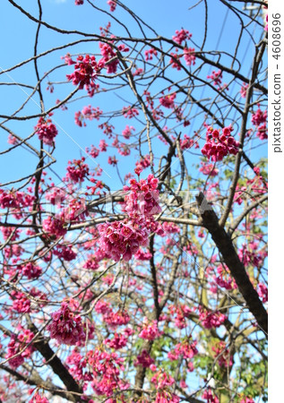 prunus campanulata, bellflower cherry, taiwan cherry 4608696