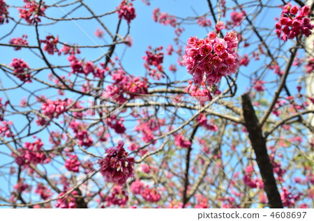 寒緋櫻 櫻花 鐘花櫻花 4608697