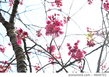 寒緋櫻 櫻花 鐘花櫻花 4608701