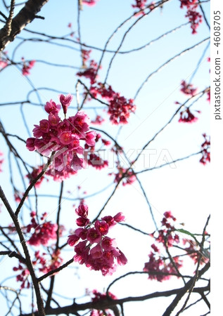 寒緋櫻 櫻花 鐘花櫻花 4608705