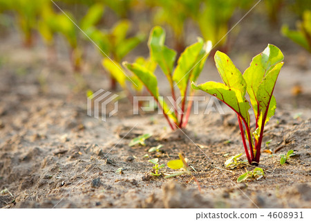 Beetroot 4608931