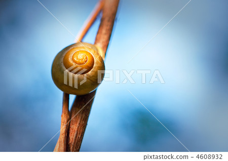 Snail on a branch Snail on a branch 4608932