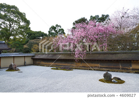 Stone garden and cherry blossoms at Ryoanji Stone garden and cherry blossoms at Ryoanji 4609027