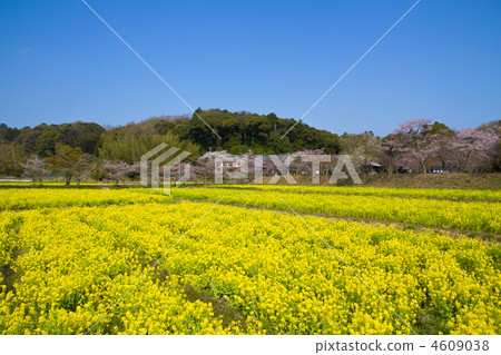 在Kanonji強姦鮮花和櫻花 4609038
