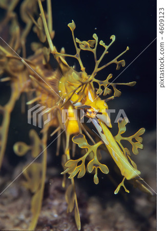 Lee Fee Sea Dragon Lee Fee Sea Dragon 4609123