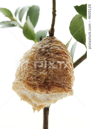 螳螂蛋 螳螂蛋 4609126