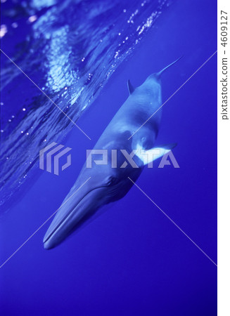 這是一種小鬚鯨,一種小鬚鯨。 這是一種小鬚鯨,一種小鬚鯨。 4609127