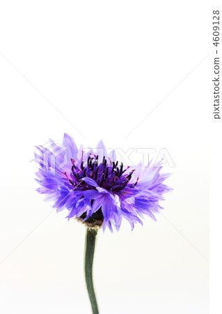 矢車菊 4609128