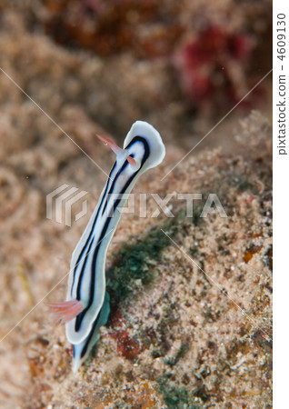 同時伸展努士士 4609130