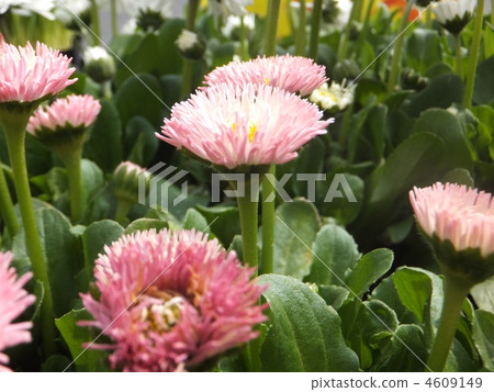 Daisy side Daisy side 4609149