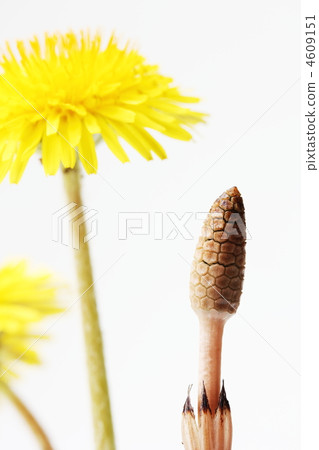 Tsukushi and dandelions Tsukushi and dandelions 4609151