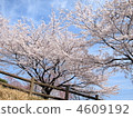 Cherry tree in bamboo swamp 4609192