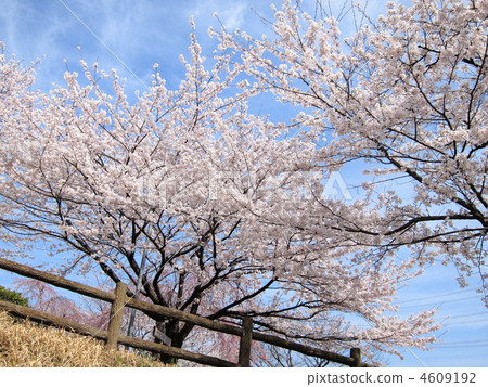 Cherry tree in bamboo swamp Cherry tree in bamboo swamp 4609192