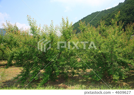 Umehata Umehata 4609627