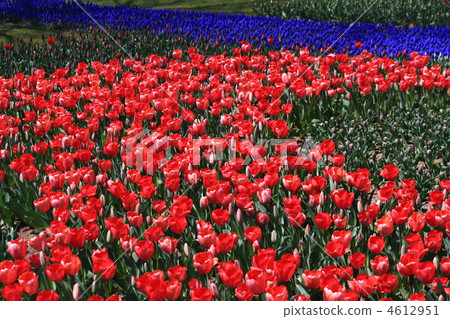 Tulip field of Showa Memorial Park Tulip field of Showa Memorial Park 4612951