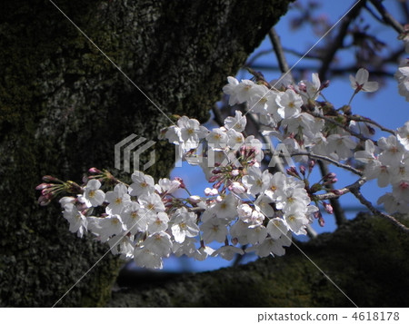 吉野櫻花樹 吉野櫻花樹 4618178