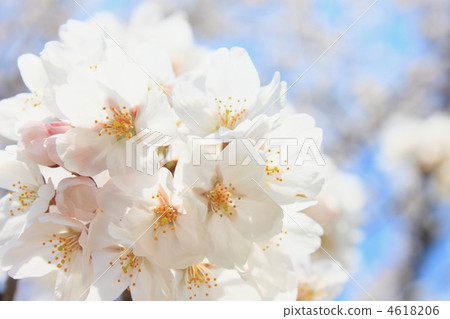 Cherry Blossoms Yoshino cherry tree 4618206