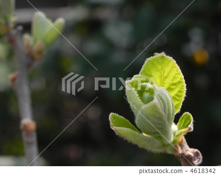 Kiwi's sprout 4618342